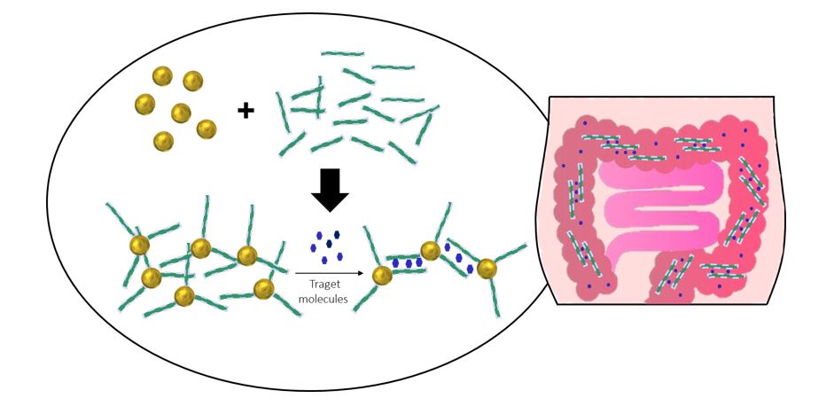 Figure 1: Glyco-nanoparticles model as useful tool to study the supramolecular interaction between dietary fibres and target compounds.